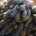 养殖南瓜