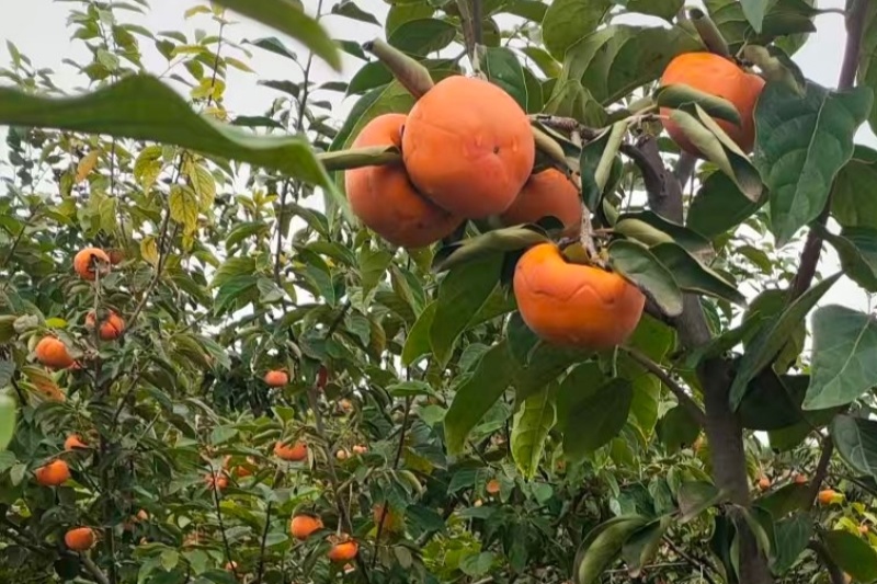 阳丰脆柿