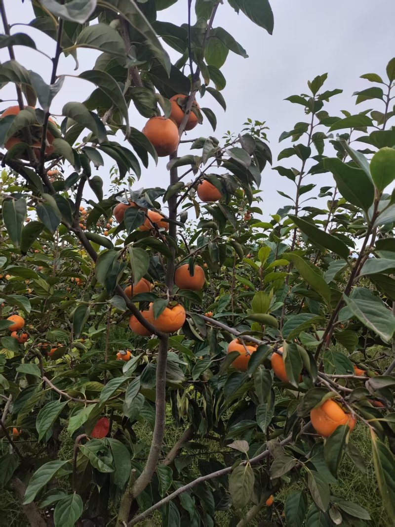 阳丰脆柿