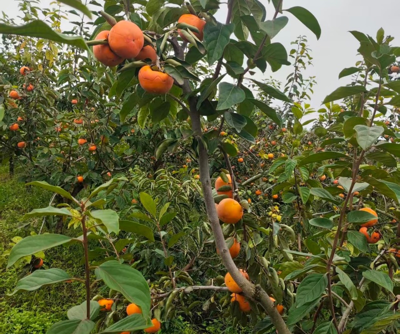 阳丰脆柿
