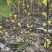 彩虹花皮无花果苗一共有3-4百棵左右（可自提）