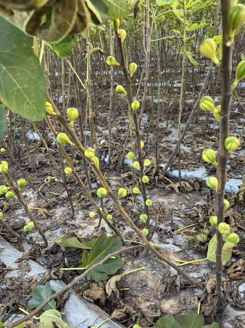 彩虹花皮无花果苗一共有3-4百棵左右（可自提）