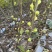 彩虹花皮无花果苗一共有3-4百棵左右（可自提）