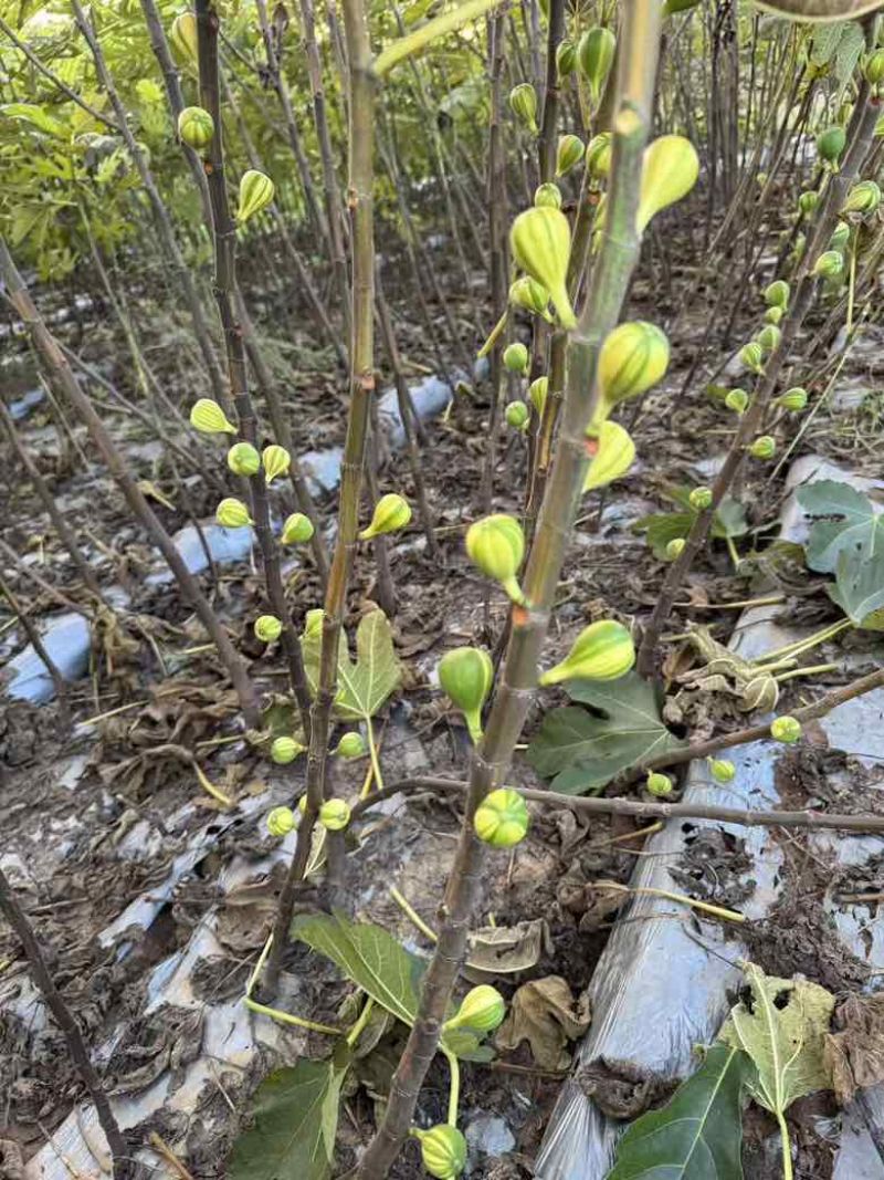 彩虹花皮无花果苗一共有3-4百棵左右（可自提）