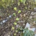 彩虹花皮无花果苗一共有3-4百棵左右（可自提）