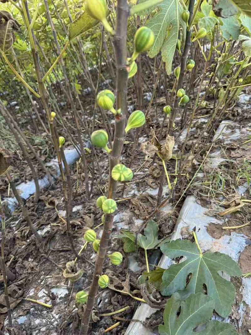 彩虹花皮无花果苗一共有3-4百棵左右（可自提）