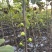 彩虹花皮无花果苗一共有3-4百棵左右（可自提）