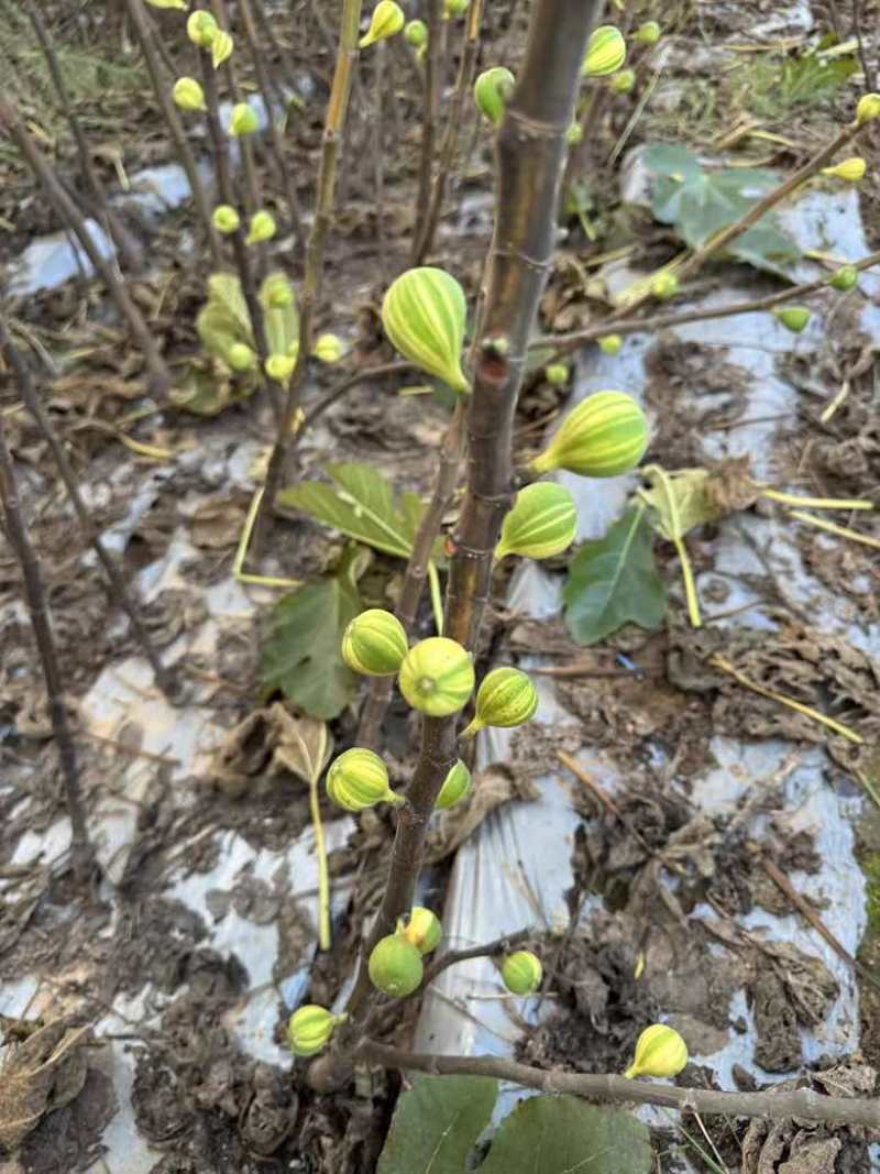 彩虹花皮无花果苗一共有3-4百棵左右（可自提）