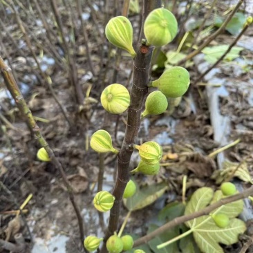 彩虹花皮无花果苗一共有3-4百棵左右（可自提）