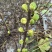 彩虹花皮无花果苗一共有3-4百棵左右（可自提）