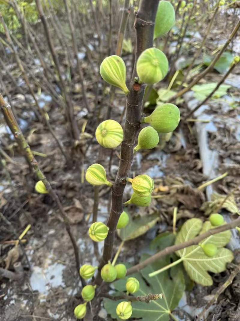 彩虹花皮无花果苗一共有3-4百棵左右（可自提）