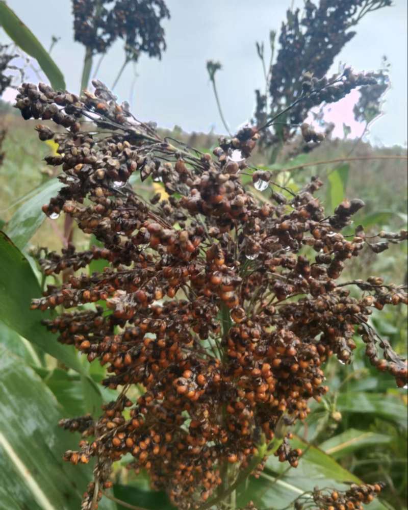 售卖高粱400亩