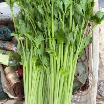 聊城精品香芹，第一产区，精品通货，什么货都有，欢迎打扰