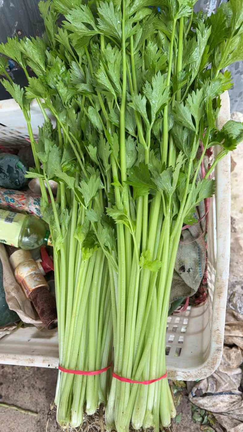 聊城精品香芹，第一产区，精品通货，什么货都有，欢迎打扰
