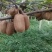 四川古蔺东新猕猴桃，贵长绿心猕猴桃新鲜采摘量大