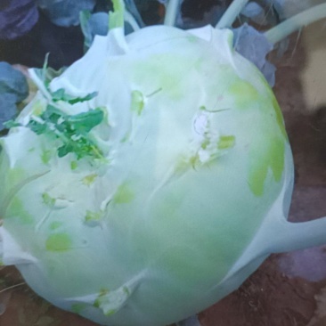 苤蓝