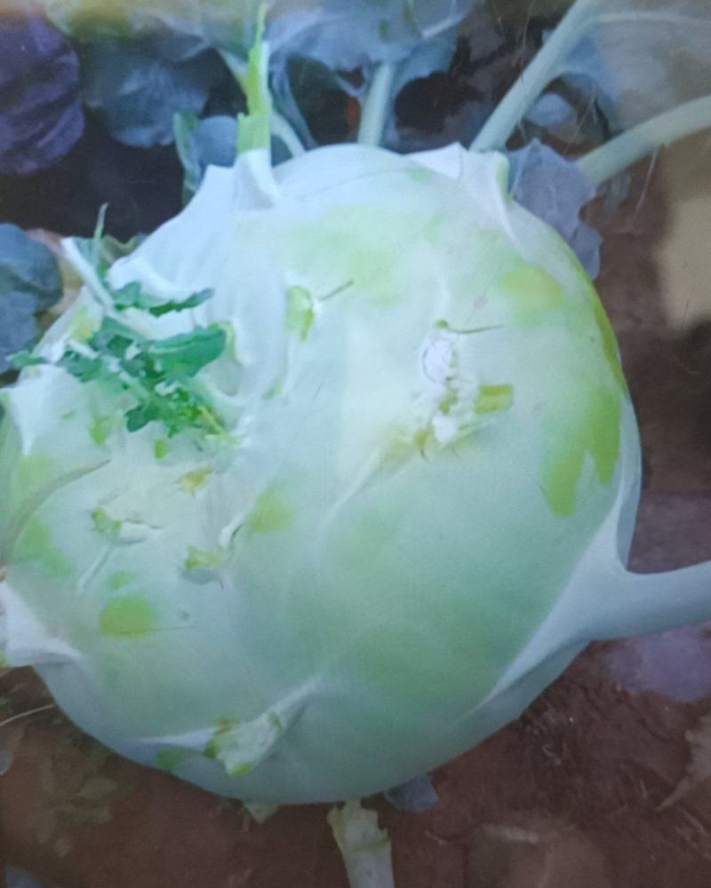 苤蓝