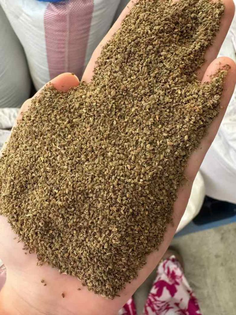 进口芹菜籽