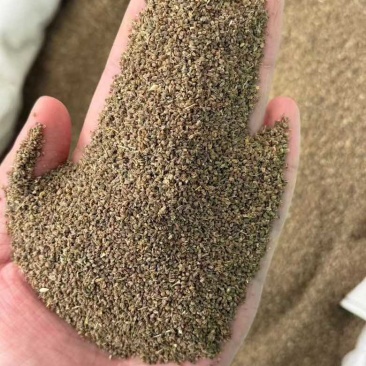 进口芹菜籽