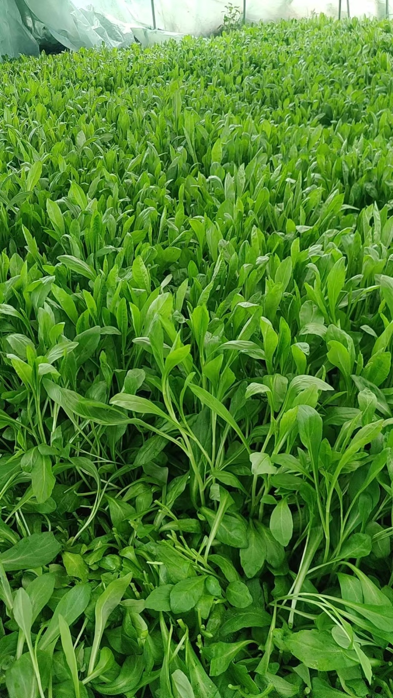 马兰头