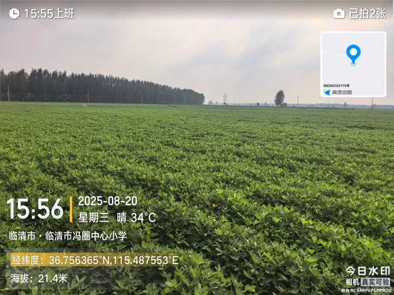 鲜食花生