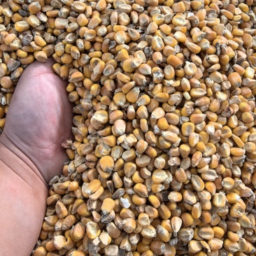玉米14个水左右电话***********