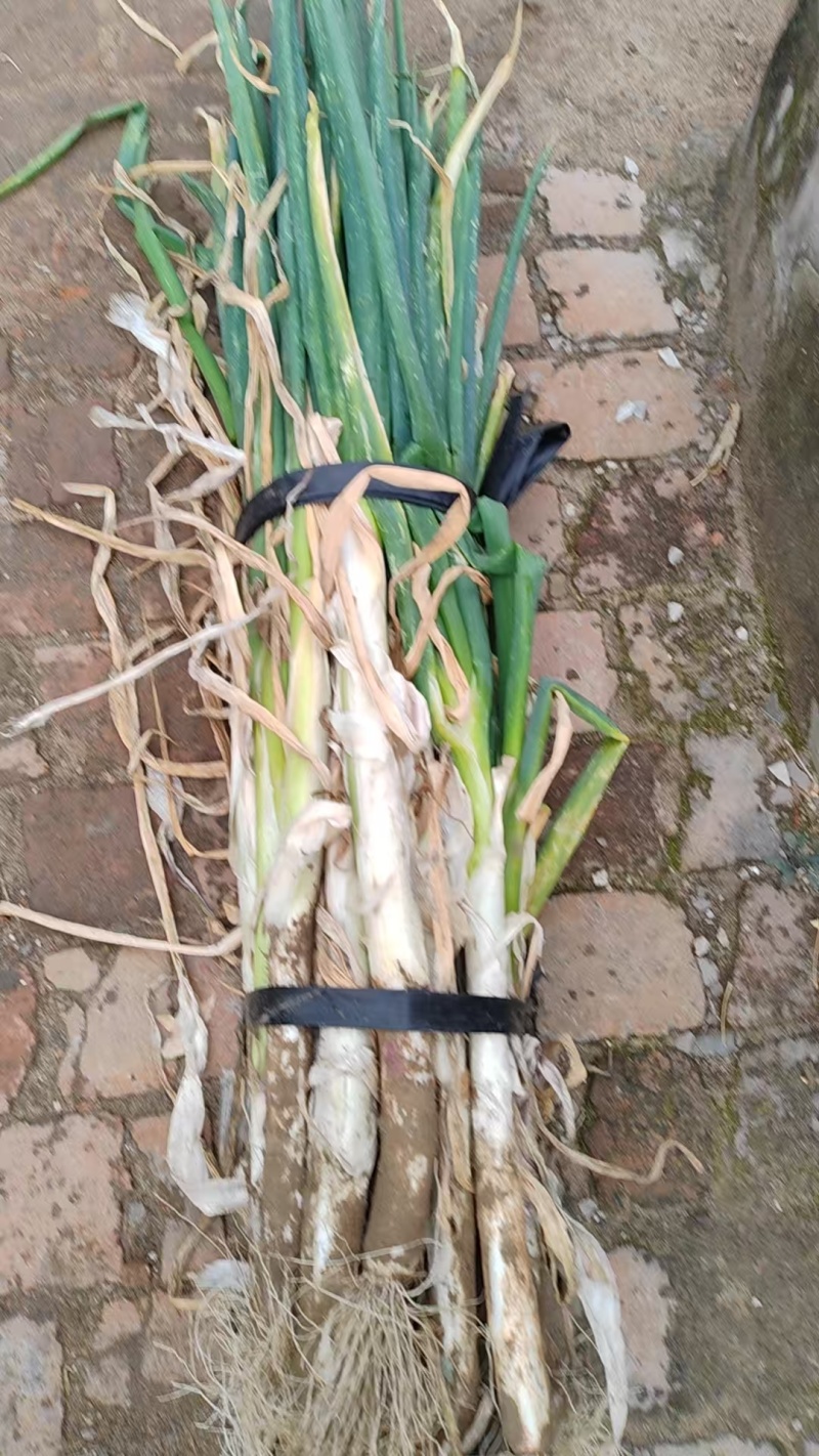 东北大葱笨大葱葱味浓郁