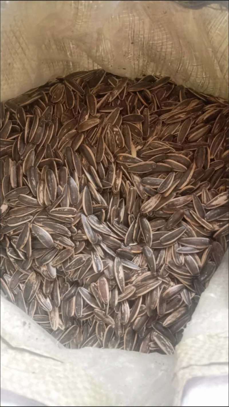 葵花子大货批发