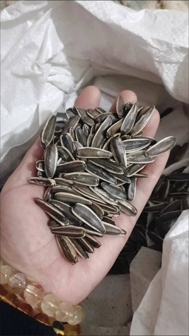 葵花子大货批发