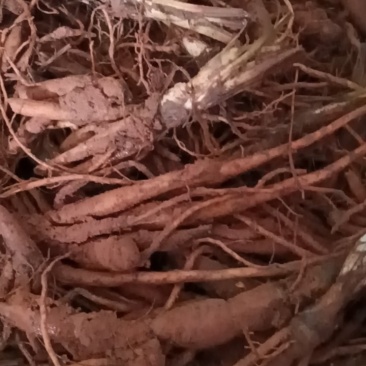 仙茅