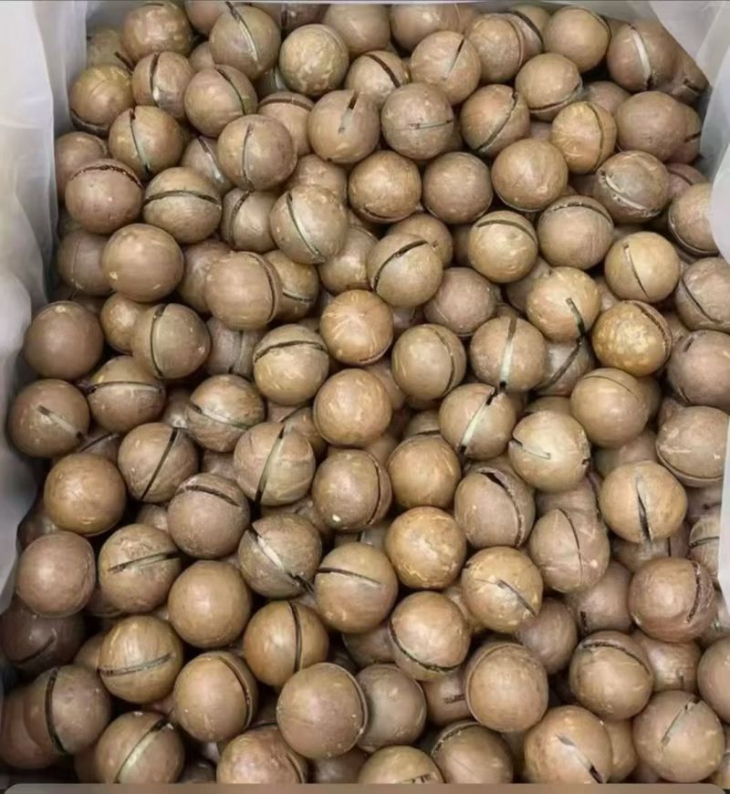 夏威夷果新货电商待发批量拿货