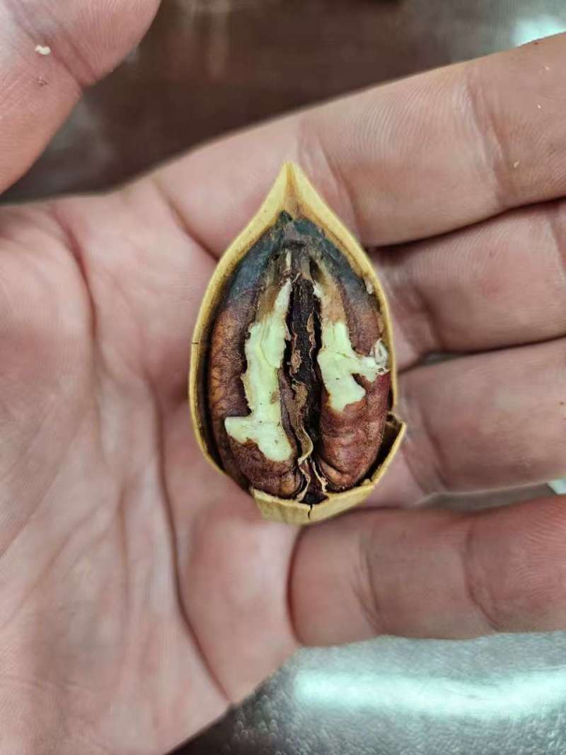 碧根果大量现货，电商货一件代发