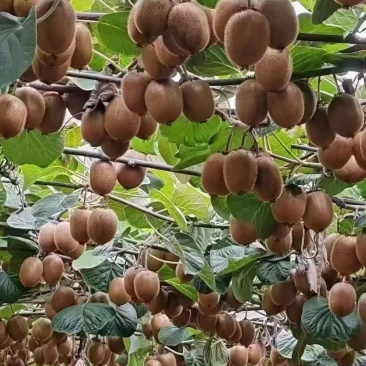 陕西省宝鸡市眉县猕猴桃