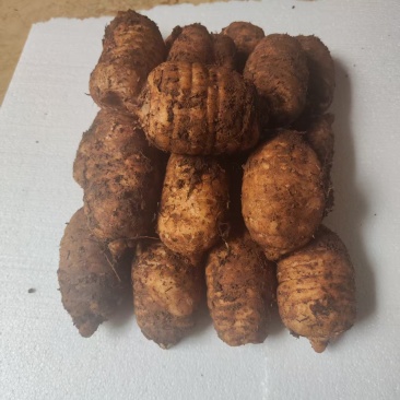 云南高海拔乌天麻
