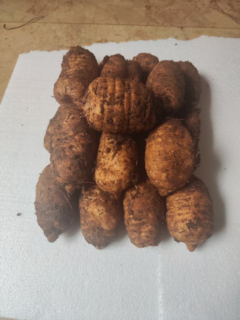 云南高海拔乌天麻