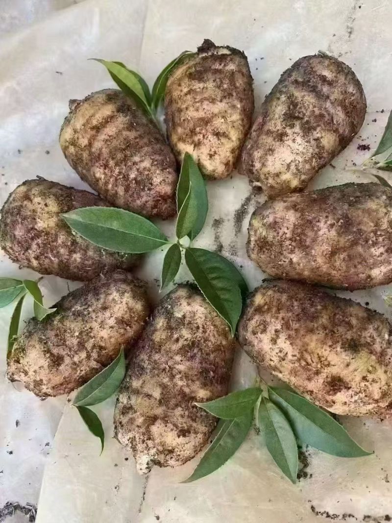 云南高海拔乌天麻