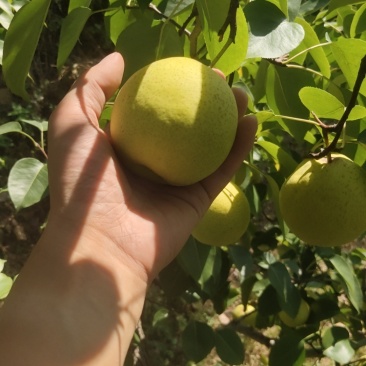 绥中大白梨