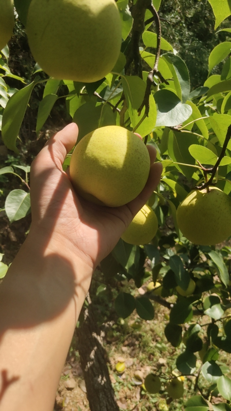 绥中大白梨