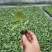 农户自育苗甘蓝苗，花菜苗《电联》