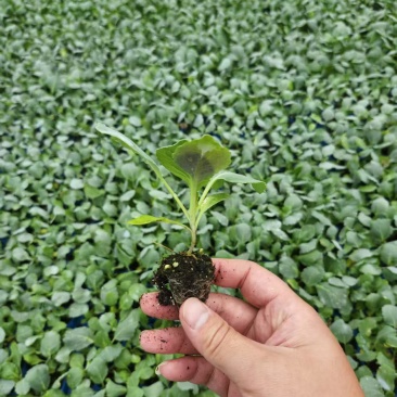 农户自育苗甘蓝苗，花菜苗《电联》