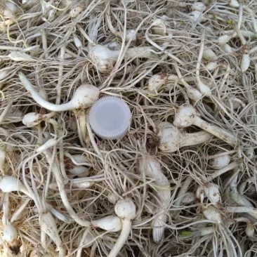小根蒜，大脑瓜，