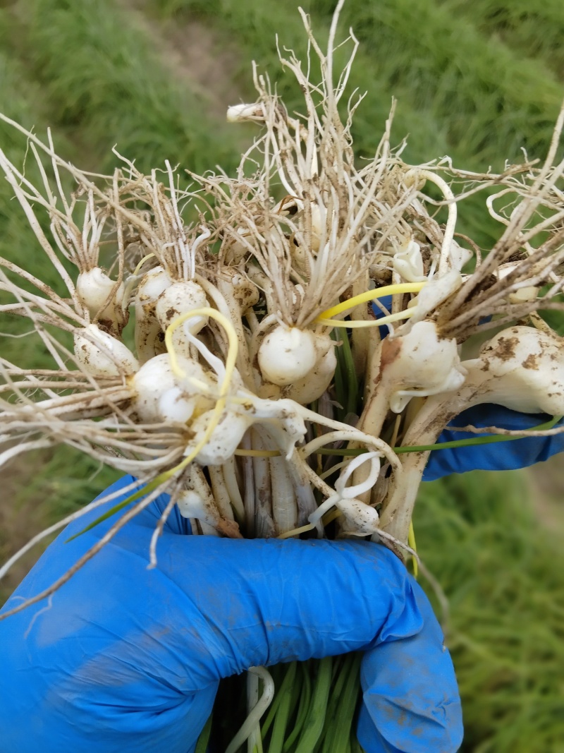 小根蒜，大脑瓜，