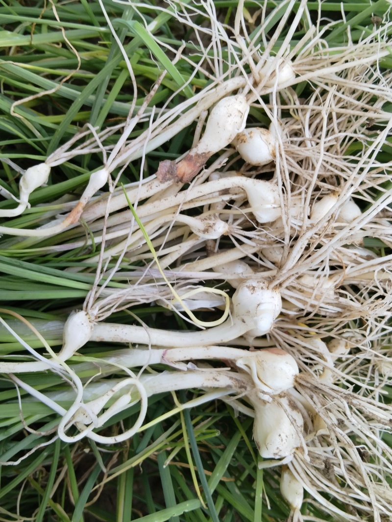 小根蒜，大脑瓜，