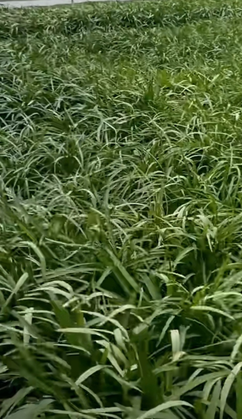 空心菜