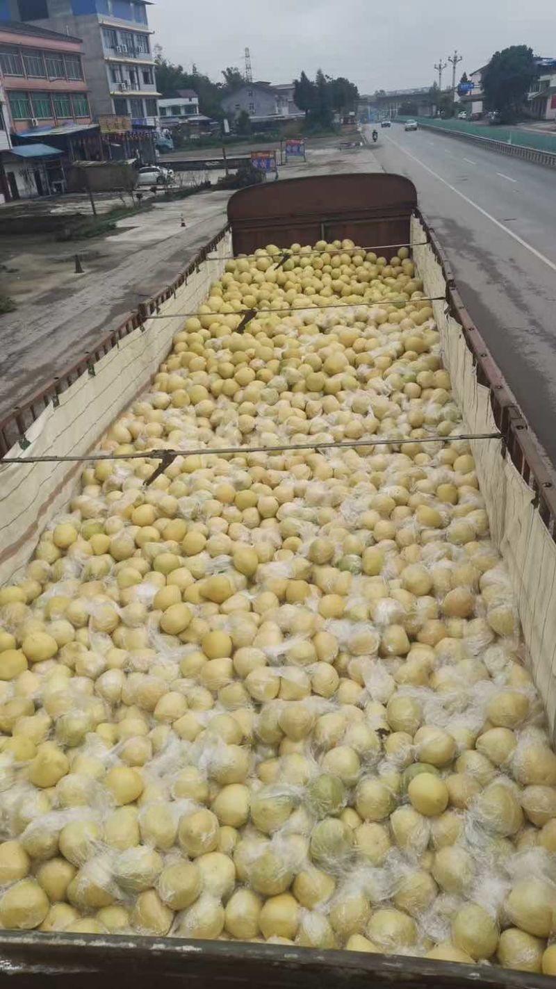 红心柚