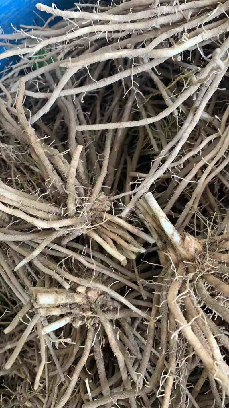 芦笋苗芦笋根青笋白笋芦笋种金蟾种植大田盆栽基地直发