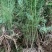 芦笋苗芦笋根青笋白笋芦笋种金蟾种植大田盆栽基地直发