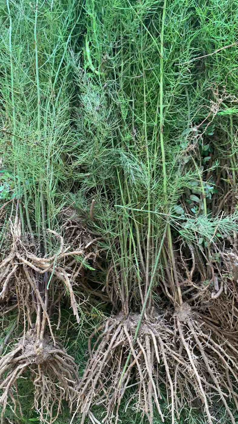 芦笋苗芦笋根青笋白笋芦笋种金蟾种植大田盆栽基地直发