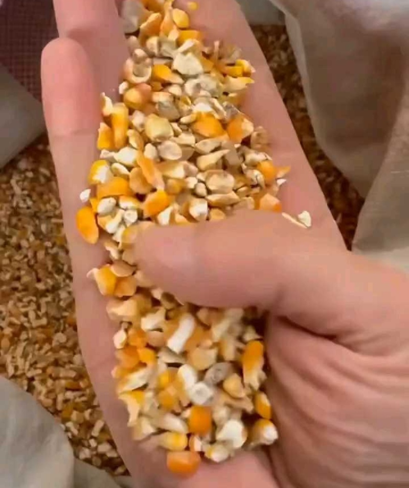 碎玉米粒批发量大净粮无尘无土无霉变全国送货上门哦