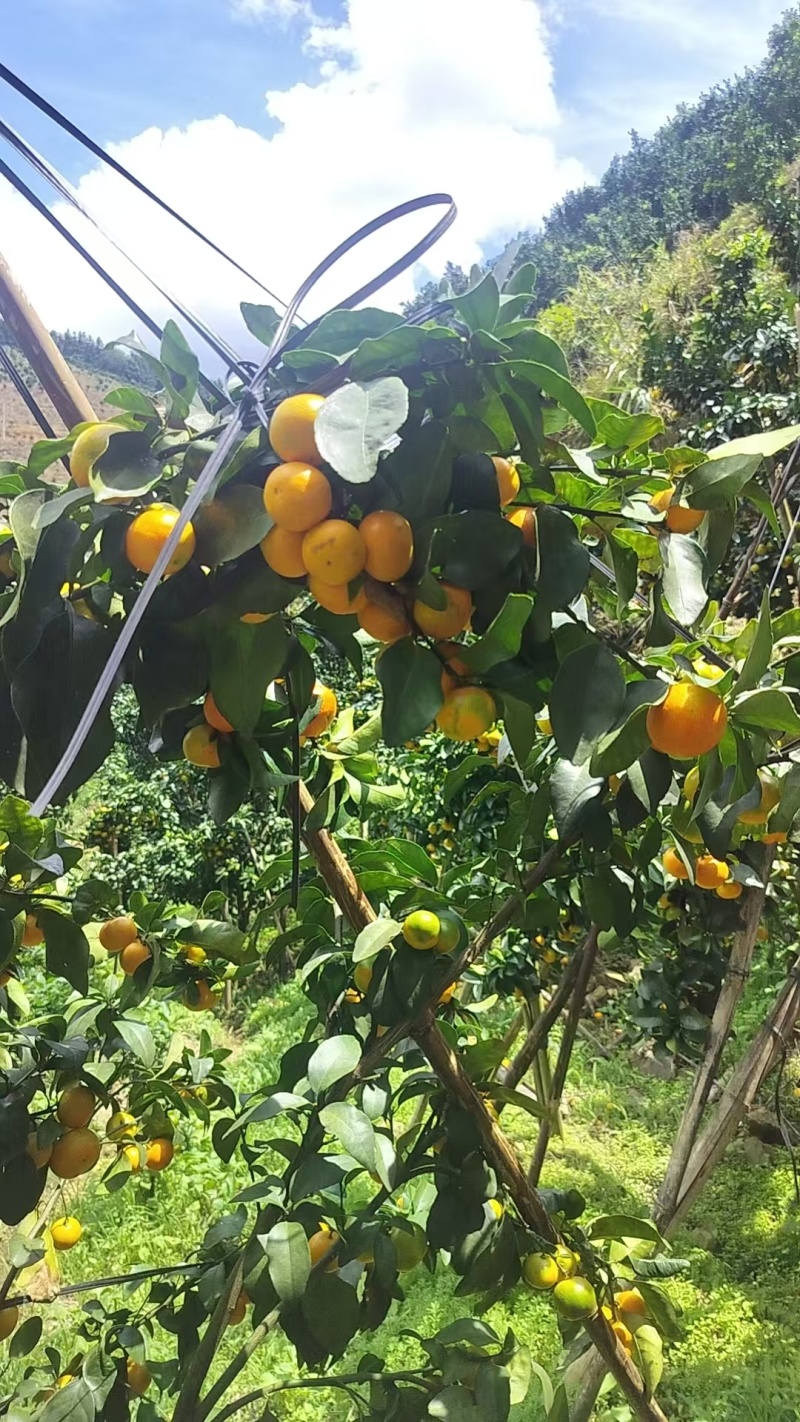 百色新上市沙糖桔